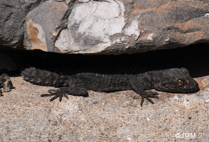Cyrtopodion kotschyi Cyrtodactyle de Kotschy